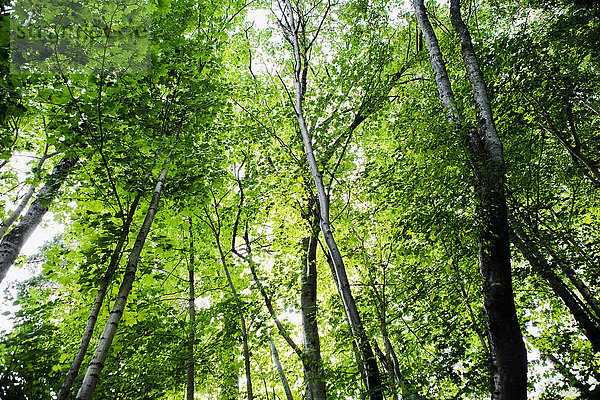 Schweden  grüne Baumkronen im Wald