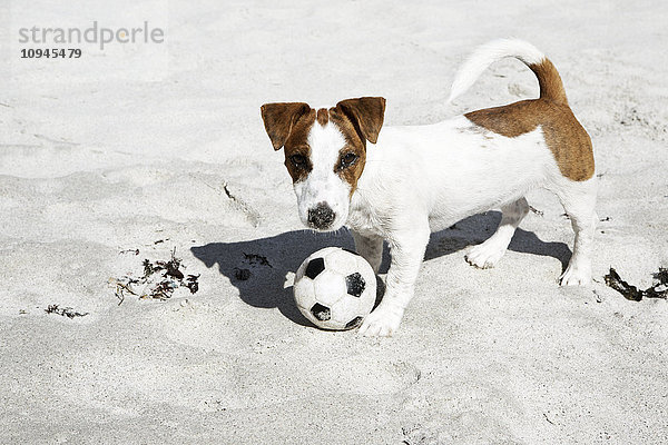 Südafrika  Westliche Kap-Provinz  Kapstadt  Jack Russel Terrier Welpe mit Fußball am Strand