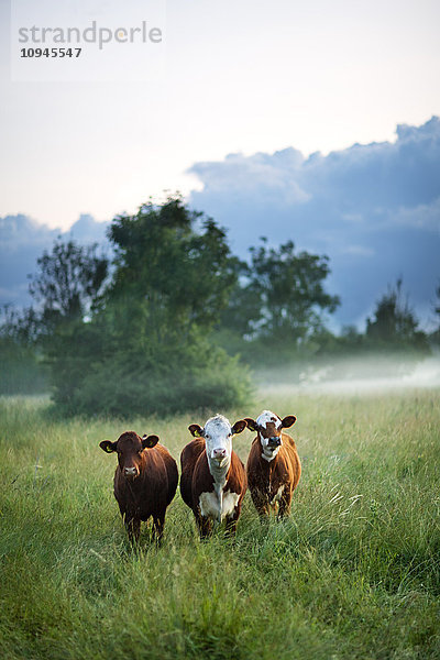 Drei Kühe nebeneinander auf der Weide
