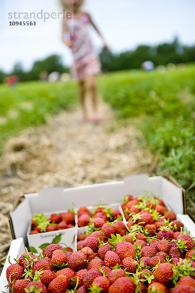 Frau geht auf eine Kiste mit Erdbeeren auf einem Feld zu