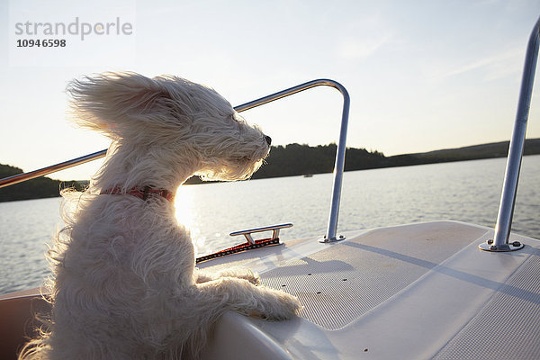 Hund auf Motorboot