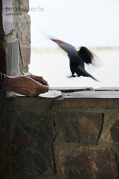 Hand Fütterung Vogel