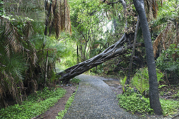 Umgestürzter Baum über Fußweg