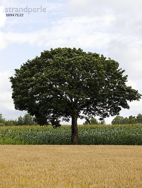 Baum im Weizenfeld