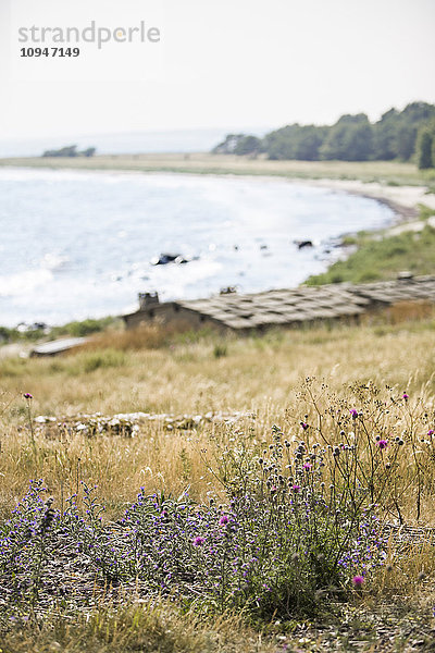 Wildblumen an der Küste