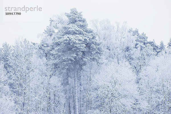 Wald im Winter.