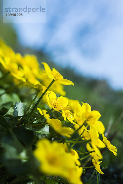 Butterblumen  Nahaufnahme