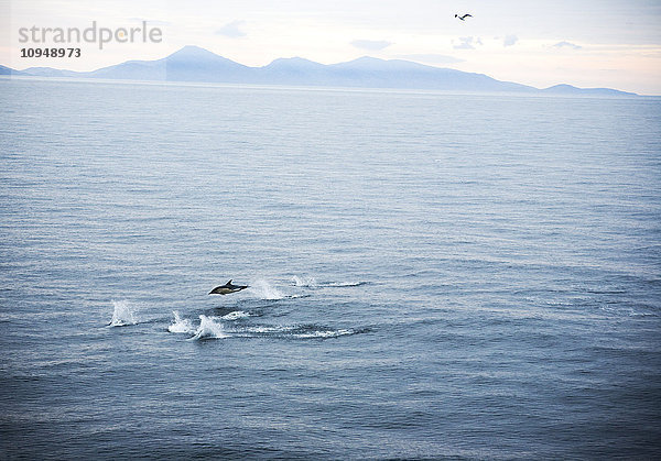Hohe Winkel Ansicht von Delphinen springen über Meer
