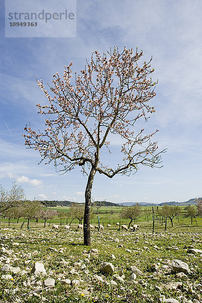 Mandelbaum auf der Weide
