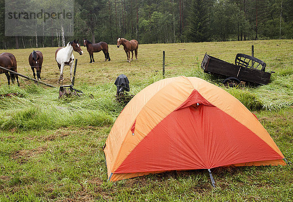 Zelt in der Nähe der Weide mit Pferden