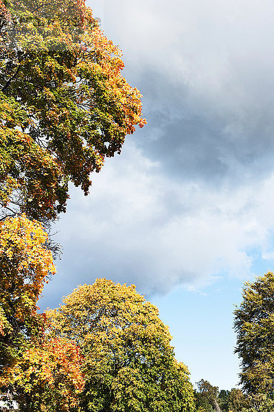 Herbstbäume gegen den Himmel