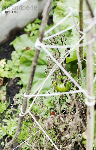 Tomatenanbau im Garten