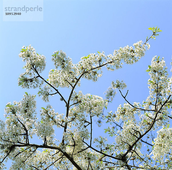 Kirschbaum mit blauem Himmel im Hintergrund.