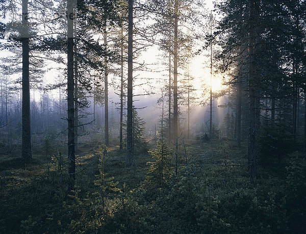 Sonnenaufgang durch die Bäume des Waldes.