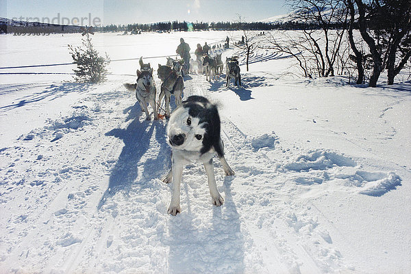 Schlittenhunde im Schnee.