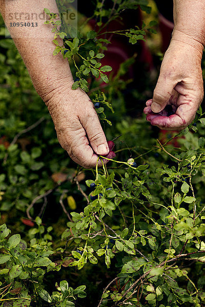 Frau pflückt Blaubeeren