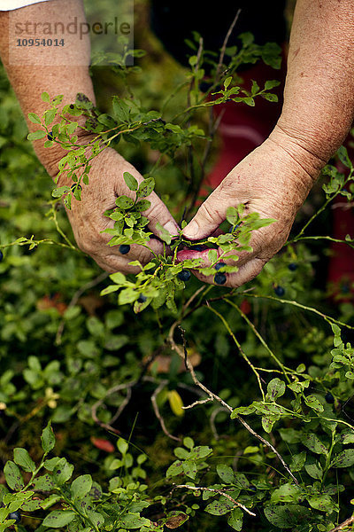 Frau pflückt Blaubeeren