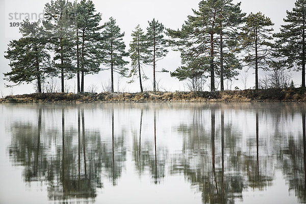 Kiefern  die sich in einem See spiegeln  Schweden.