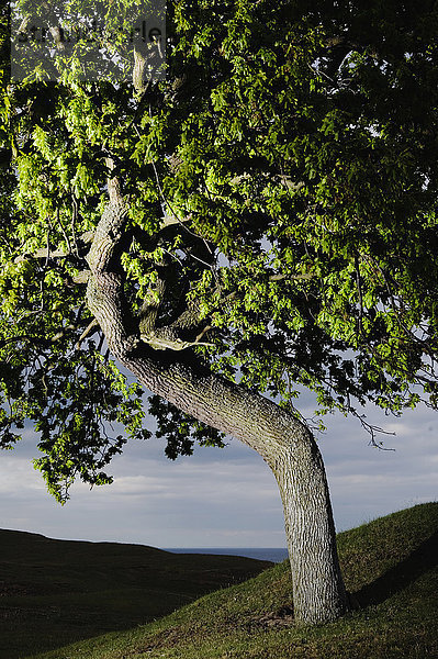 Ein Eichenbaum  Skane  Schweden.