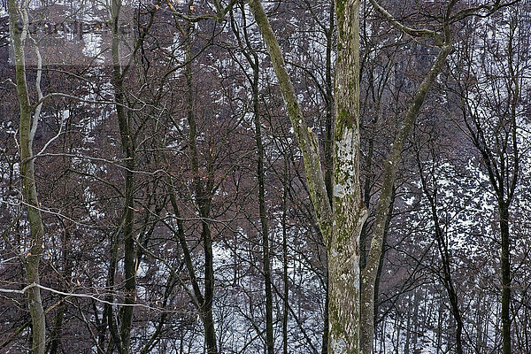 Ein winterlicher Wald  Schweden.