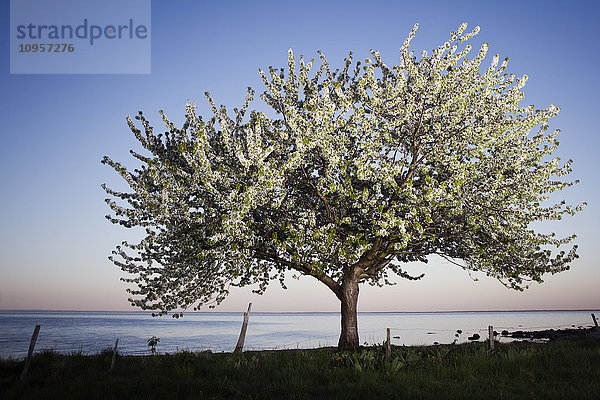 Ein Apfelbaum am Meer  Schweden.