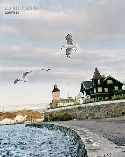 Möwen  die durch einen Hafen fliegen  Schweden.