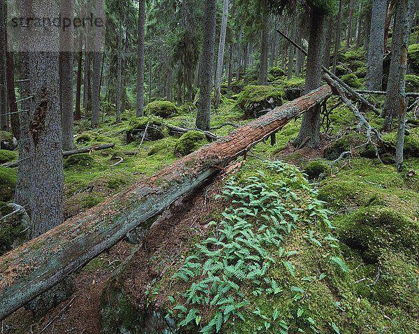 Ein umgestürzter Baum in einem alten Wald  Schweden.