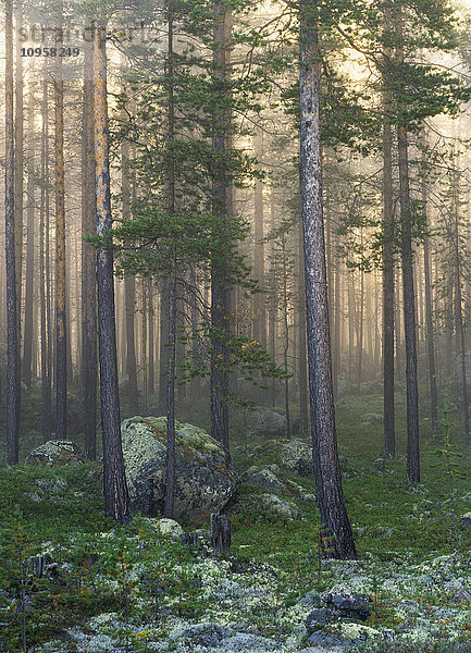 Kiefernwald in der Morgendämmerung  Schweden.