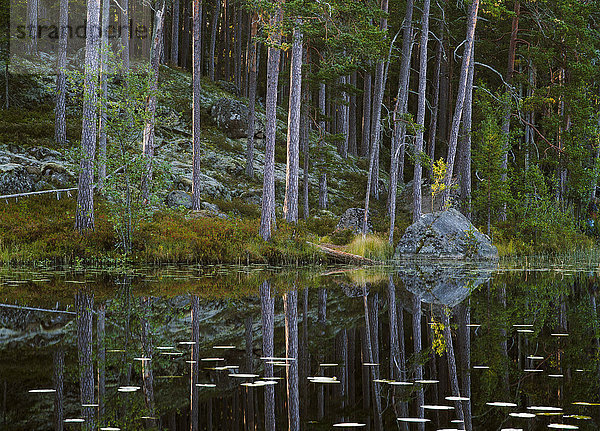 Nur ein kleiner Wald  Schweden.