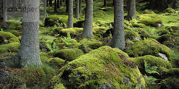 Ein moosbewachsener Wald  Schweden.