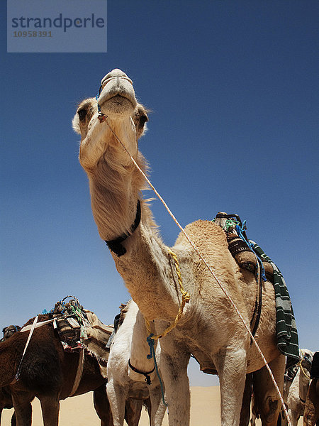 Kamele und Dromedare vor blauem Himmel  Tunesien.