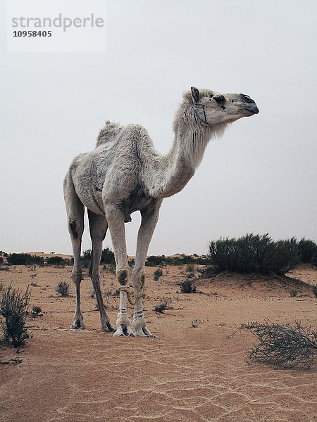 Ein Dromedar in der Wüste  Schweden.