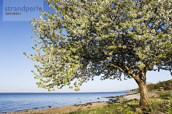 Ein blühender Baum am Meer  Schweden.