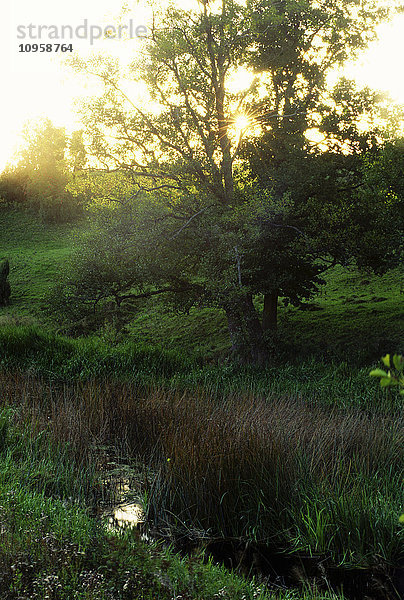 Ein Baum an einem Bach bei Sonnenuntergang  Schweden.