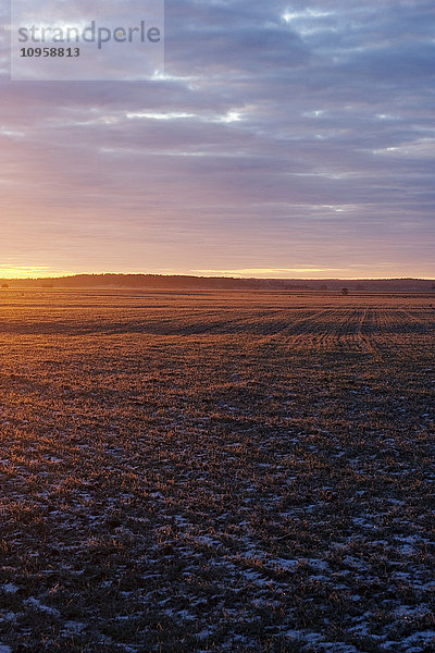 Ein frostiges Feld bei Sonnenuntergang  Schweden.