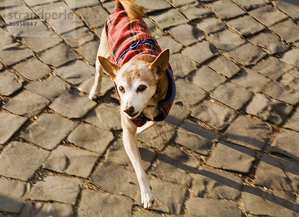 Ein Hund auf einer Kopfsteinpflasterstraße  Italien.