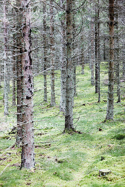 Ein Fichtenwald  Schweden.