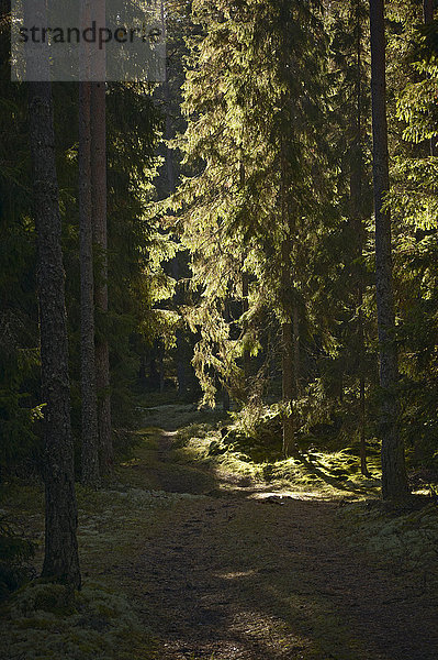 Weg durch einen Wald im Gegenlicht  Schweden.