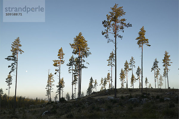 Tannenbäume auf einer Lichtung  Schweden.