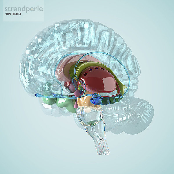 Biomedizinische Illustration eines Gehirns