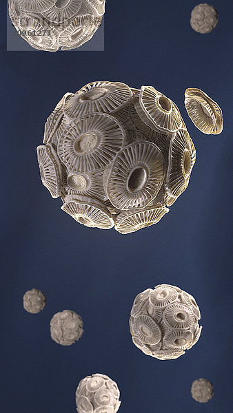 Illustration von Emiliania Huxleyi Phytoplankton