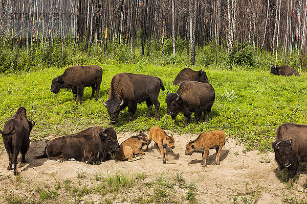 Eine Gruppe von Büffeln mit neugeborenen Kälbern entlang des Alaska Highway nördlich von Liard Hot Springs  British Columbia  Kanada  Sommer
