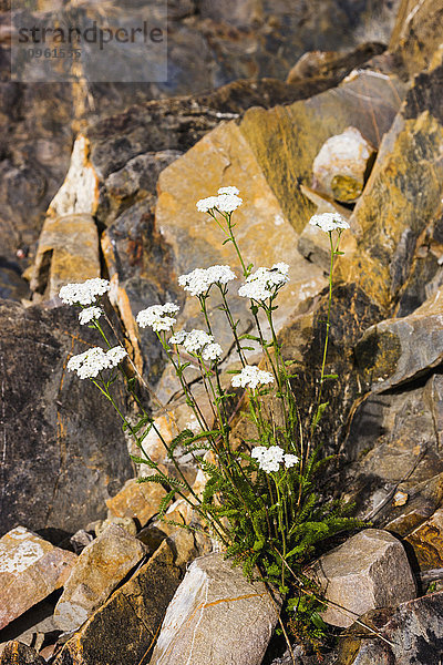 Blumen zwischen Felsen entlang des Whirlpool Canyon  Liard River  entlang des Alaska Highway  nördlich von Liard Hot Springs  British Columbia  Kanada  Sommer