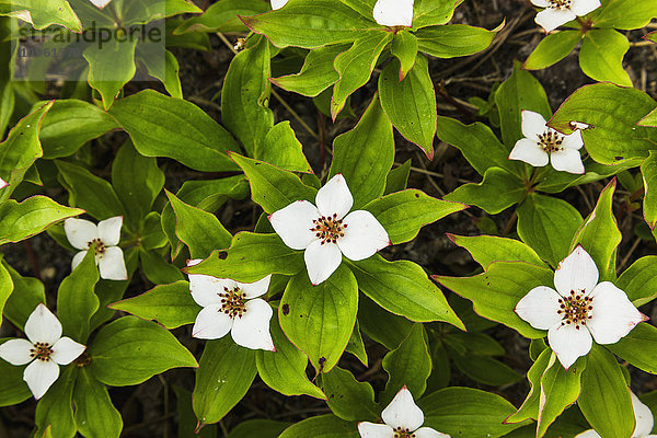 Blühende Hartriegelpflanzen  Whitehorse  Yukon Territory  Kanada  Sommer