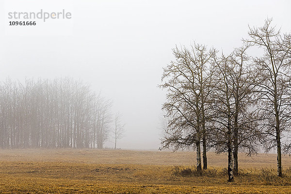 Bäume in einem nebligen Feld; Alberta  Kanada'.