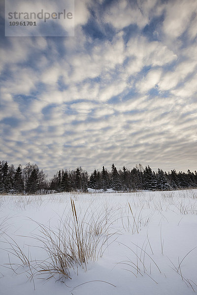 Blähende Wolken über Schnee und schneebedeckten Kiefern; Thunder Bay  Ontario  Kanada'.
