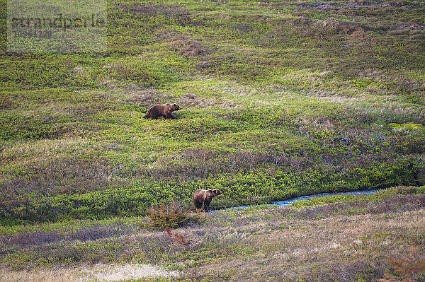 Grizzlybärensau und Jungtier beim Fressen neben einem Bach entlang des Powerline Pass Trail  Chugach State Park  Süd-Zentral-Alaska  Sommer
