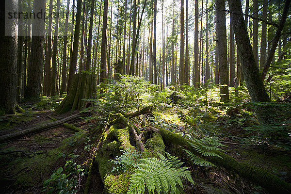 Wald mit Sonnenlicht  das Pflanzen auf dem Waldboden beleuchtet; Vancouver  British Columbia  Kanada'.