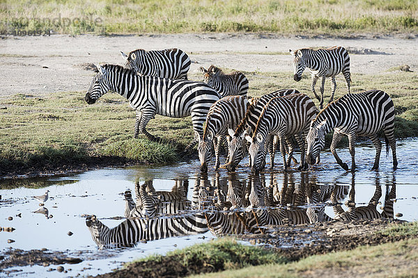 Gewöhnliche Zebras (Equus quagga) trinken und spiegeln sich im Fluss in der Nähe von Ndutu  Ngorongoro Crater Conservation Area; Tansania'.