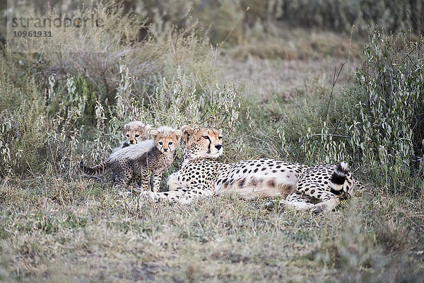 Zwei kleine Jungtiere neben einem weiblichen Geparden (Acinonyx jubatus) im kurzen Gras in der Nähe von Ndutu  Ngorongoro Crater Conservation Area; Tansania'.